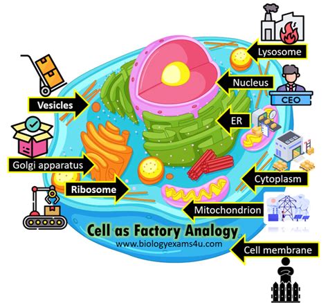 what are peroxisomes in relation to the factory analogy